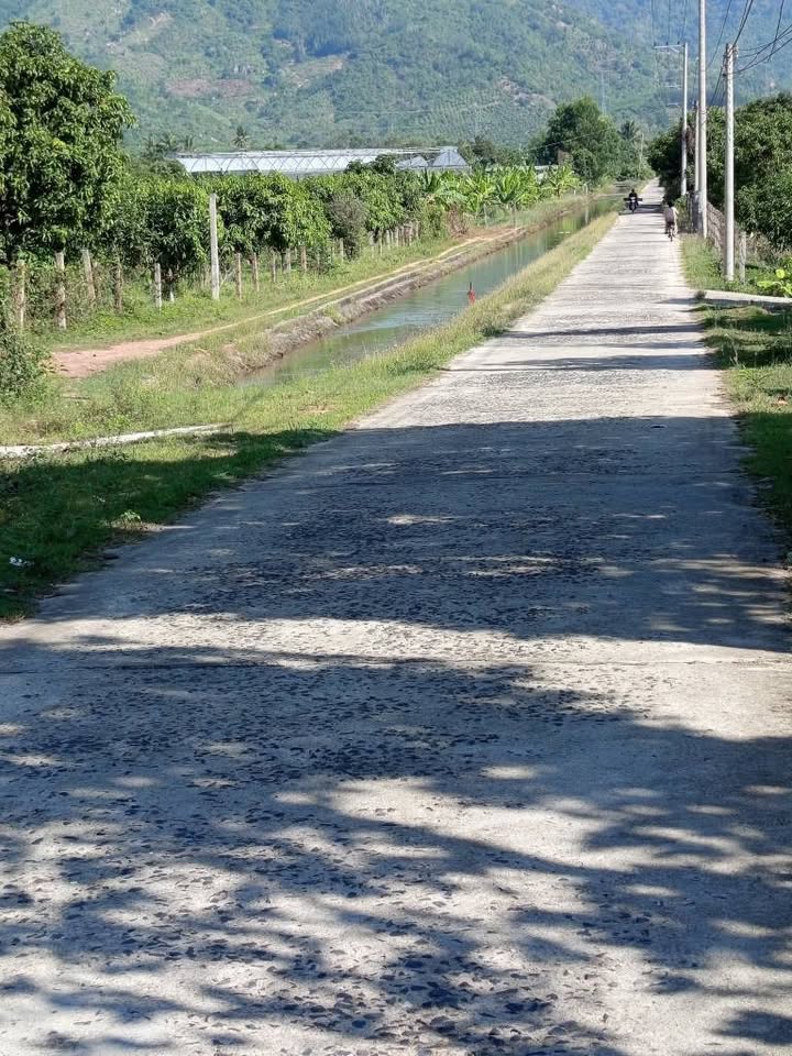 Vườn xoài đẹp tại Suối Cát, Cam Lâm 1000m² giá 990 triệu - Đầu tư sinh lời ngay!