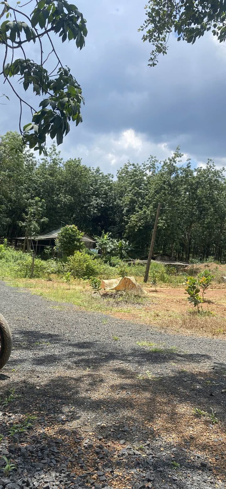 Farm 1ha45 tại xã Đồng Tâm, huyện Đồng Phú - Giá chỉ 1.6 tỷ, chính chủ!