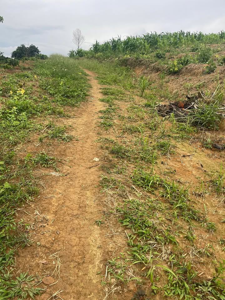 Đất nông nghiệp thôn 10, xã Tân Thanh, 12000m² giá 2.6 tỷ - Cơ hội đầu tư sinh lời!