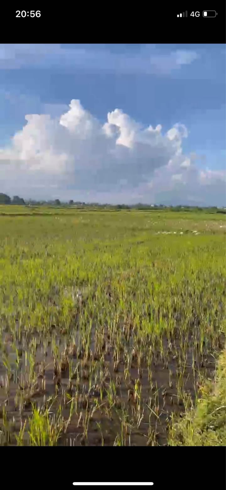 Đất nền Thôn Thuận Nhứt, xã Bình Thuận, 1149m² - Giá cực kỳ hấp dẫn!