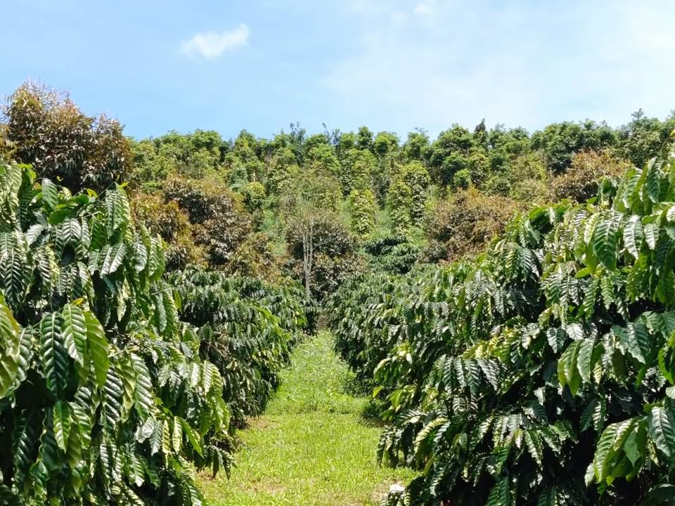 Farm 1,7ha tại Nam Bình, Đức Trọng, Lâm Đồng giá 3,2 tỷ - Đầu tư sinh lời ngay!