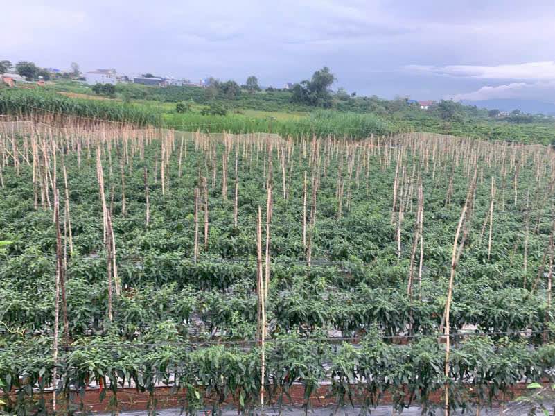 Đất nền chính chủ xã Tân Hội, Đức Trọng 195m² chỉ 590 triệu - Cơ hội đầu tư hấp dẫn!