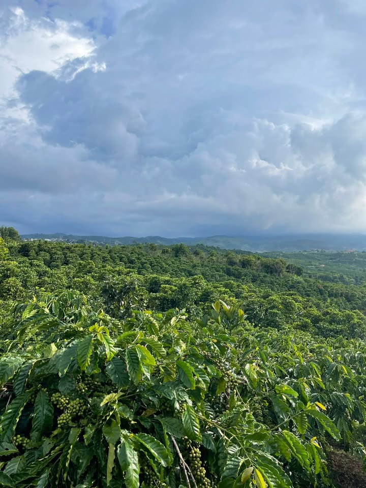 Đất Farm Ninh Gia Đức Trọng 7000m² giá 2.5 tỷ - Sổ đỏ chính chủ, đường ô tô vào tận nơi!