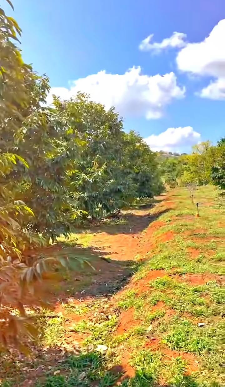 Đất rẫy 21.000m² tại Bình Thuận, Buôn Hồ - Giá 11 tỷ, đầu tư hiệu quả!