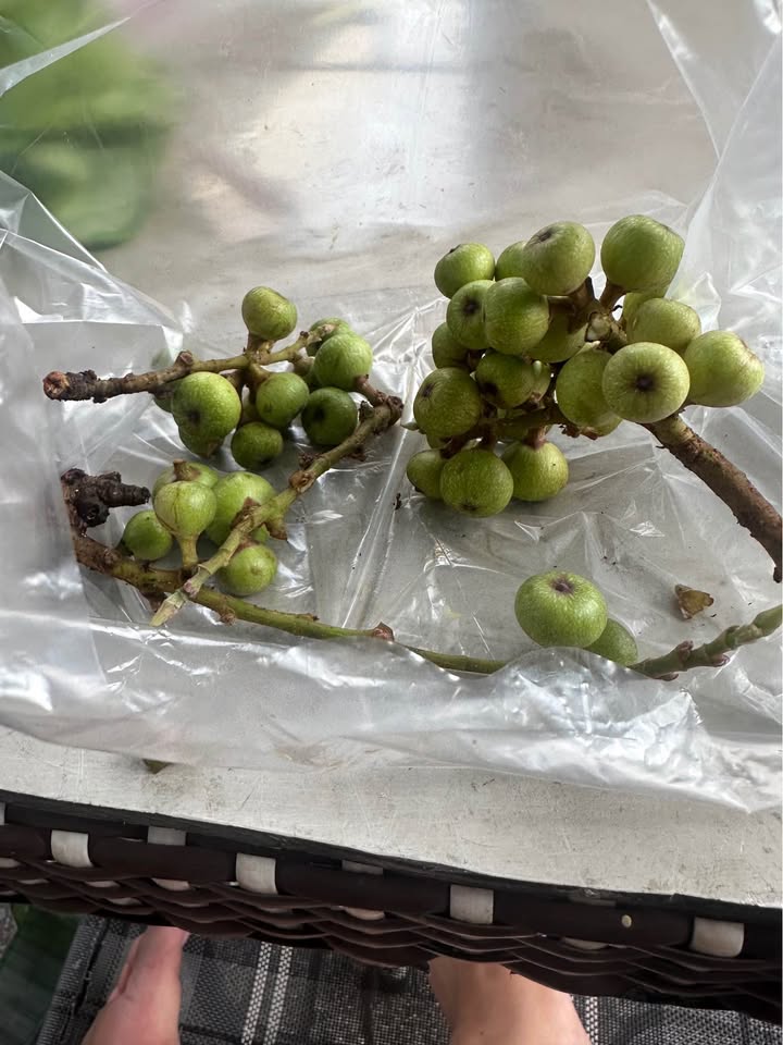 Đất nền 59m² tại Đồng Hòa, Kiến An - Sổ đỏ chính chủ chỉ 2.45 tỷ!