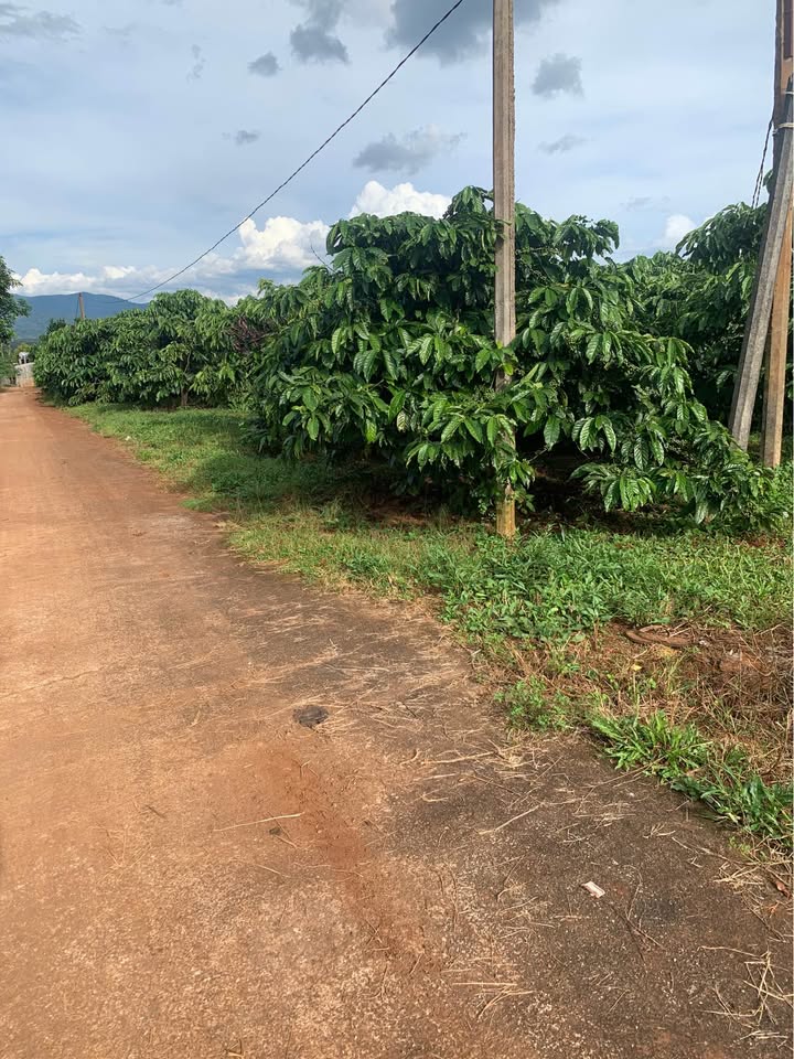 Đất 240m² tại Nghĩa Hòa, Chư Păh, Gia Lai - Bám 2 mặt tiền chỉ 750 triệu!