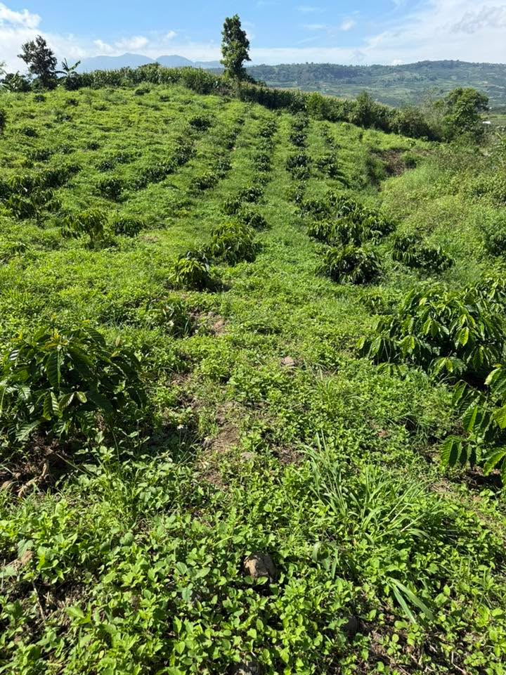 Đất nền 28,000m² Đan Phượng giá 1.5 tỷ - Đầu tư sinh lời ngay!