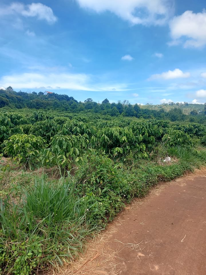 Đất Farm Lâm Hà 4.000m² giá 2.4 tỷ - Lô góc 2 mặt đường thuận lợi!