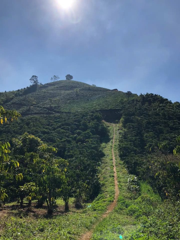 Đất vườn trà 1.1ha tại Bảo Lộc - Giá chỉ 2.75 tỷ, đầu tư sinh lời ngay!