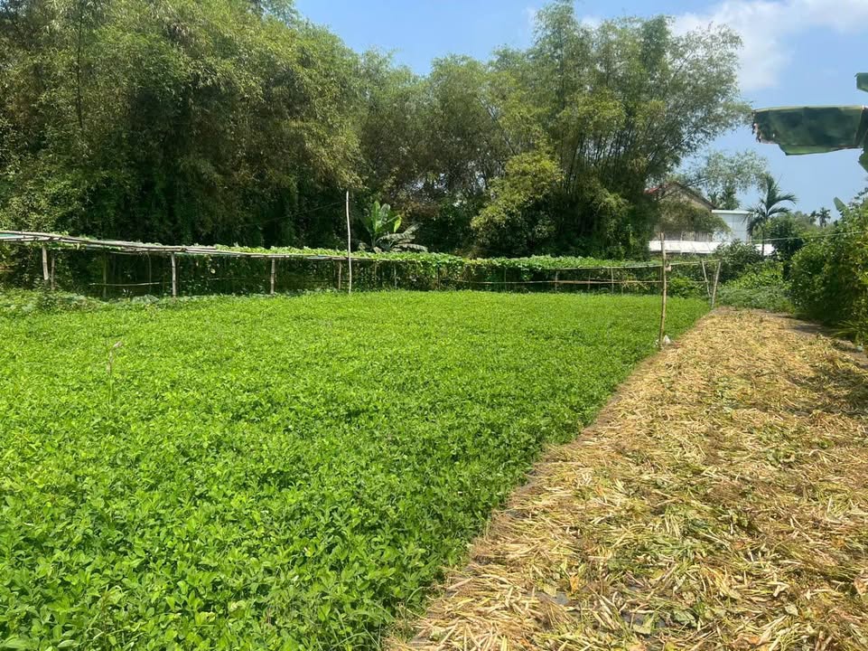 Đất nền Cẩm Phú 1, Điện Phong, Điện Bàn 921m² - Giá chỉ 1.45 tỷ, gần khu du lịch!