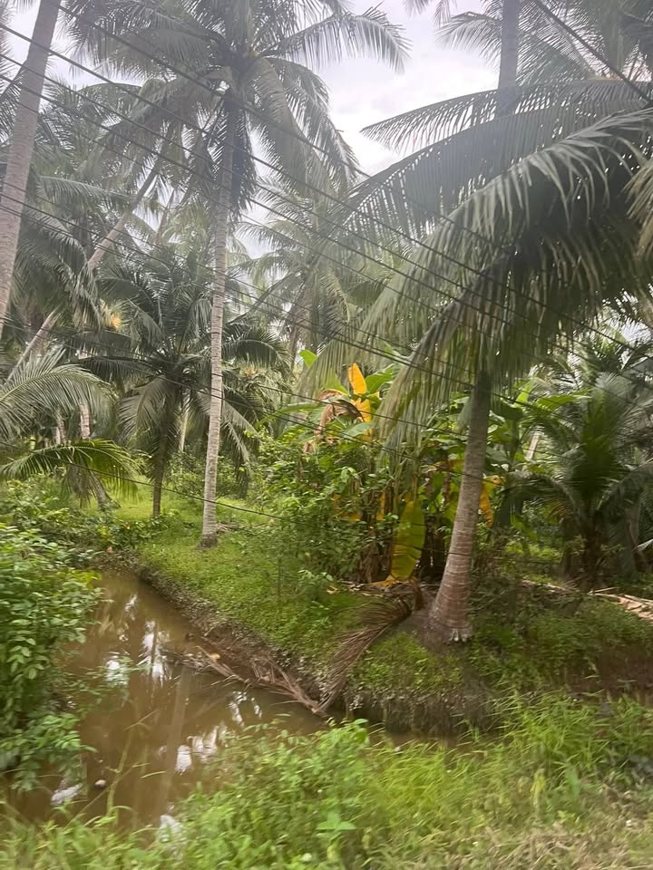 Đất vườn dừa 7 công tại xã Vang Quới Đông, giá chỉ 3.36 tỷ - Đầu tư sinh lời tuyệt vời!