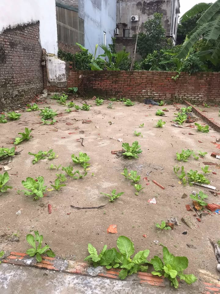 Đất nền Lạc Đạo, Văn Lâm 51m² giá chỉ 1 tỷ - Đầu tư sinh lời ngay!