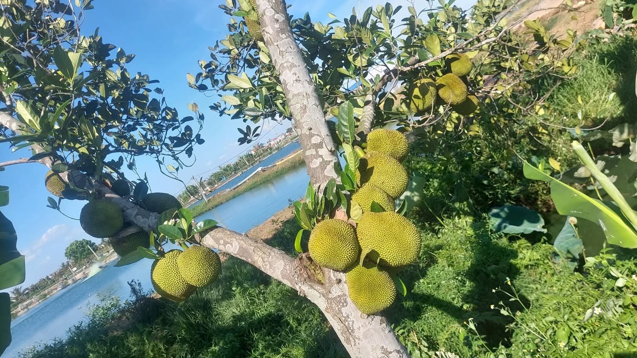 Đất cho thuê tại Tân Kỳ, Tứ Kỳ, Hải Dương - Diện tích rộng, giá thỏa thuận!