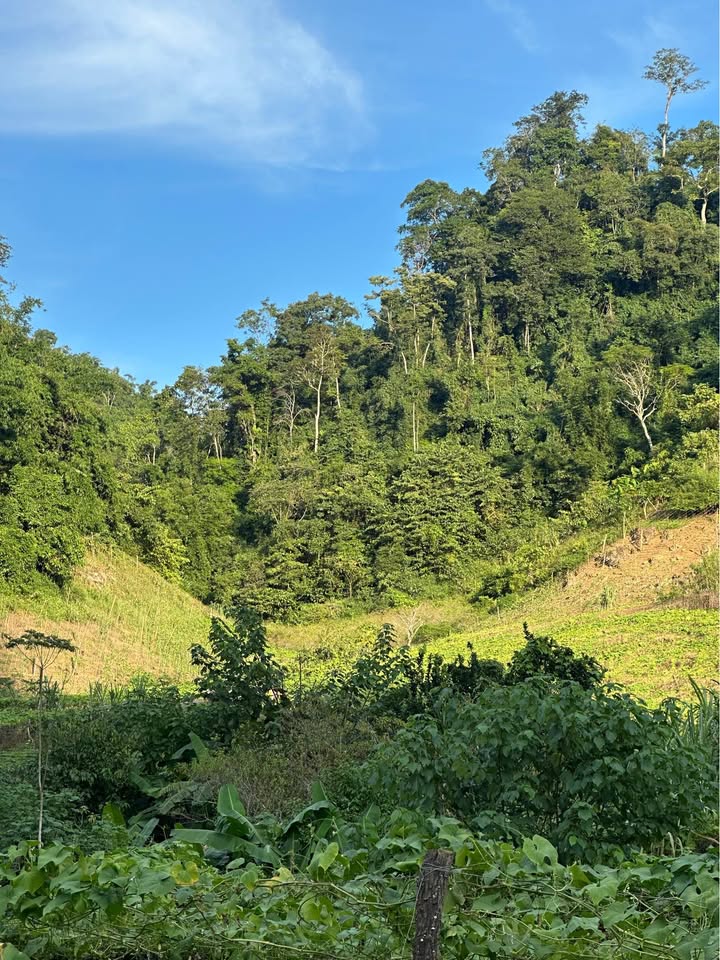 Đất nông nghiệp Vân Sơn, Vân Hồ 1ha giá chỉ vài trăm triệu - Cơ hội đầu tư tuyệt vời!