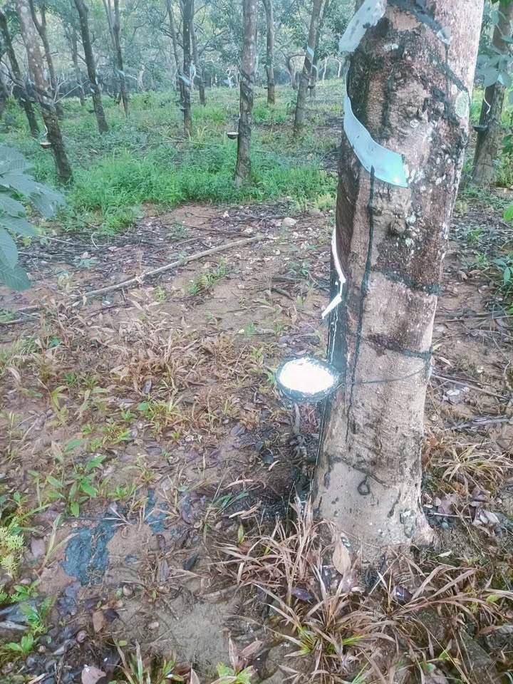 Đất Farm Phú Trung 1ha giá 1.3 tỷ - Đường ô tô vào tận nơi!