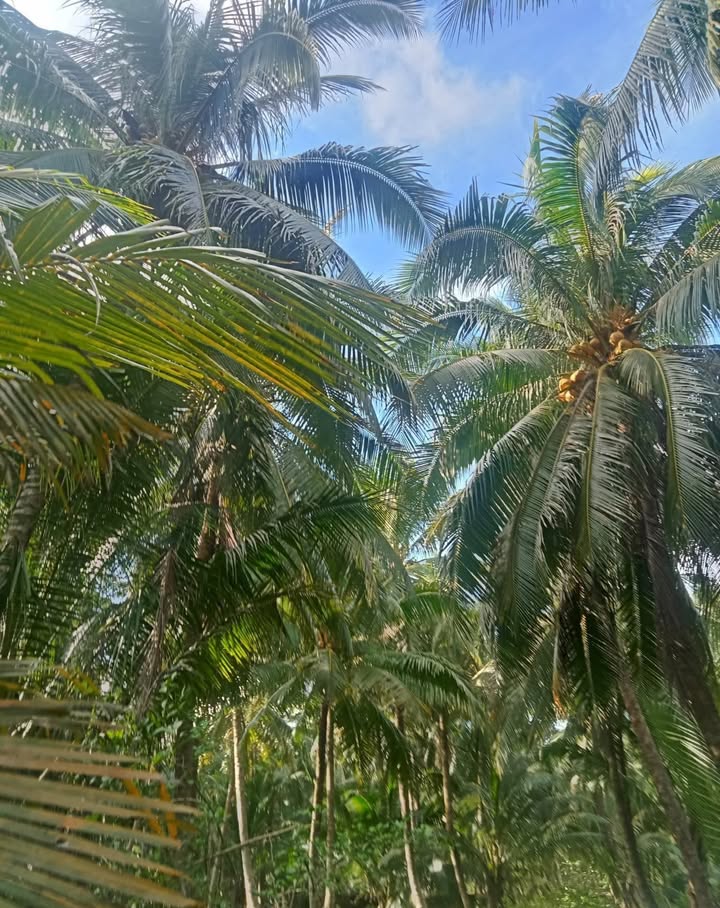 Farm đất vườn dừa xã Long Mỹ, Giồng Trôm 2700m² giá 800 triệu - Cơ hội đầu tư tiềm năng!