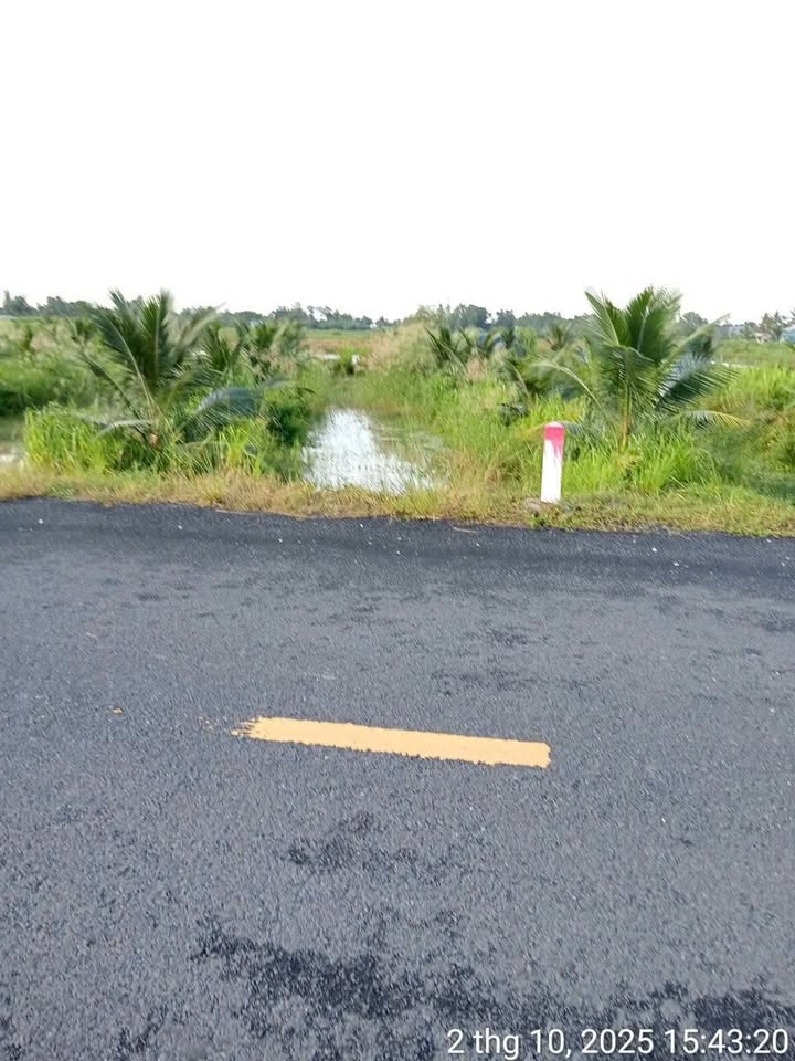 Đất vườn dừa tại Bình Hòa, Mỹ Xuyên 1000m² - Khu nghỉ dưỡng lý tưởng cuối tuần!