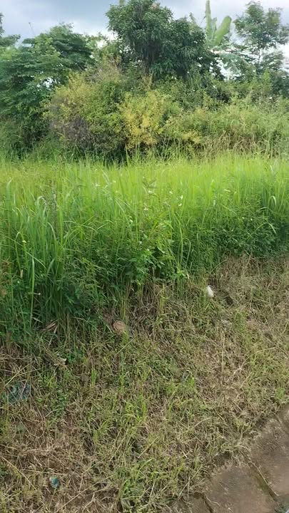 Đất nền mặt tiền Quốc lộ 14, Đắk Gằn 800m² giá 140 triệu - Đầu tư sinh lời ngay!