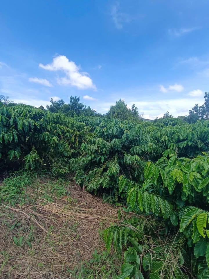 Đất farm Tân Hà, Lâm Hà 40.000m² giá 2,4 tỷ - Sổ đỏ chính chủ, tách sổ dễ dàng!