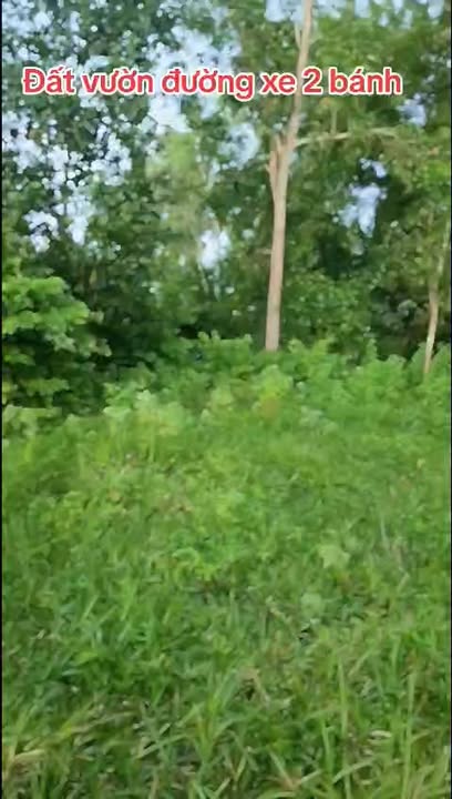 Đất vườn 1500m² giá 220 triệu - Cơ hội đầu tư hấp dẫn tại Tịnh Biên, An Giang!