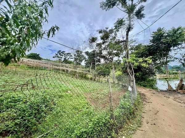 Đất vườn 1.600m² tại Chiềng Ngần, Sơn La - Không gian riêng tư lý tưởng cho farmstay!