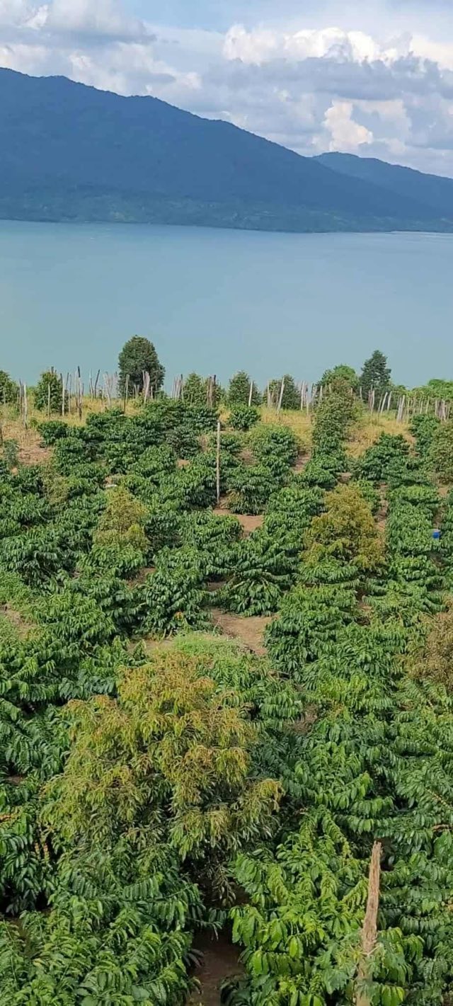 Đất nông nghiệp 3ha tại xã Quảng Phú, Đam Rông, Lâm Đồng - Giá chỉ 5 tỷ