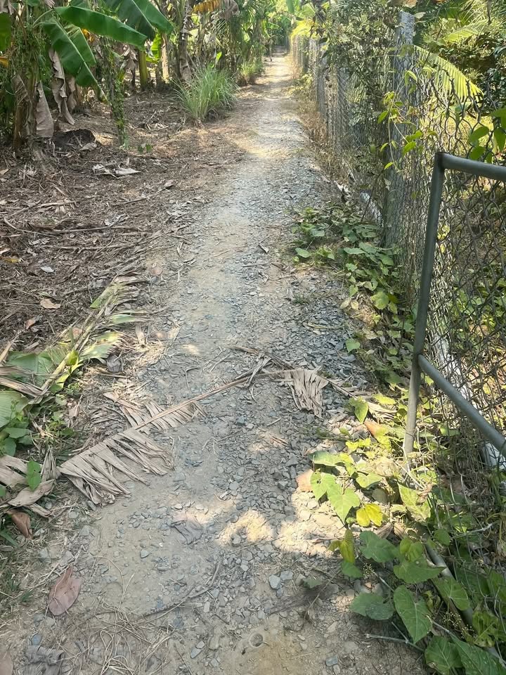 Đất vườn Long Thới Chợ Lách 2900m² giá 420 triệu - Đầu tư sinh lời ngay!