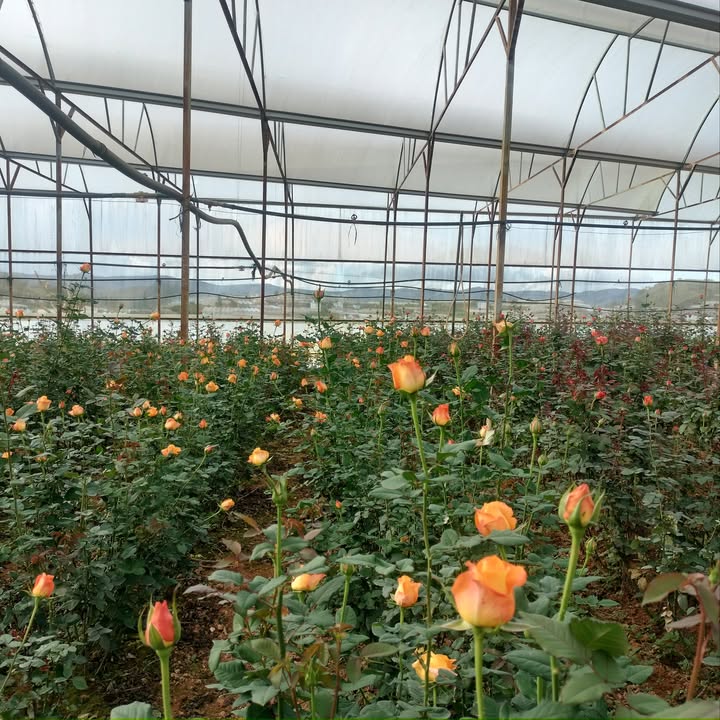 Farm 18.000m² tại Lang Biang - Lạc Dương, cho thuê 225 triệu/năm - Cơ hội đầu tư bông Hồng đa màu sắc!