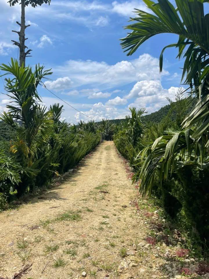 Farm Đinh Văn Lâm Hà 30.100m² giá 7 tỷ - Đất đẹp, thu hoạch cao!