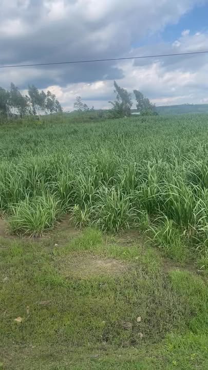 Lô đất mặt đường Đông Trường Sơn, xã Kong Chro, diện tích 4200m² giá 550 triệu - Đầu tư sinh lời ngay!