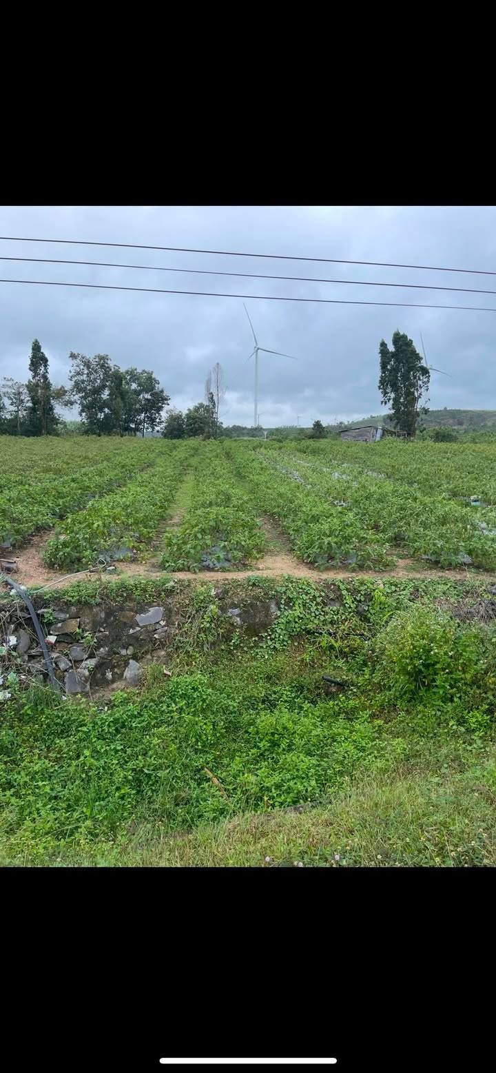 Đất nền đẹp tại Yang Trung, Kông Chro 200m² giá chỉ 230 triệu - Cơ hội đầu tư tuyệt vời!