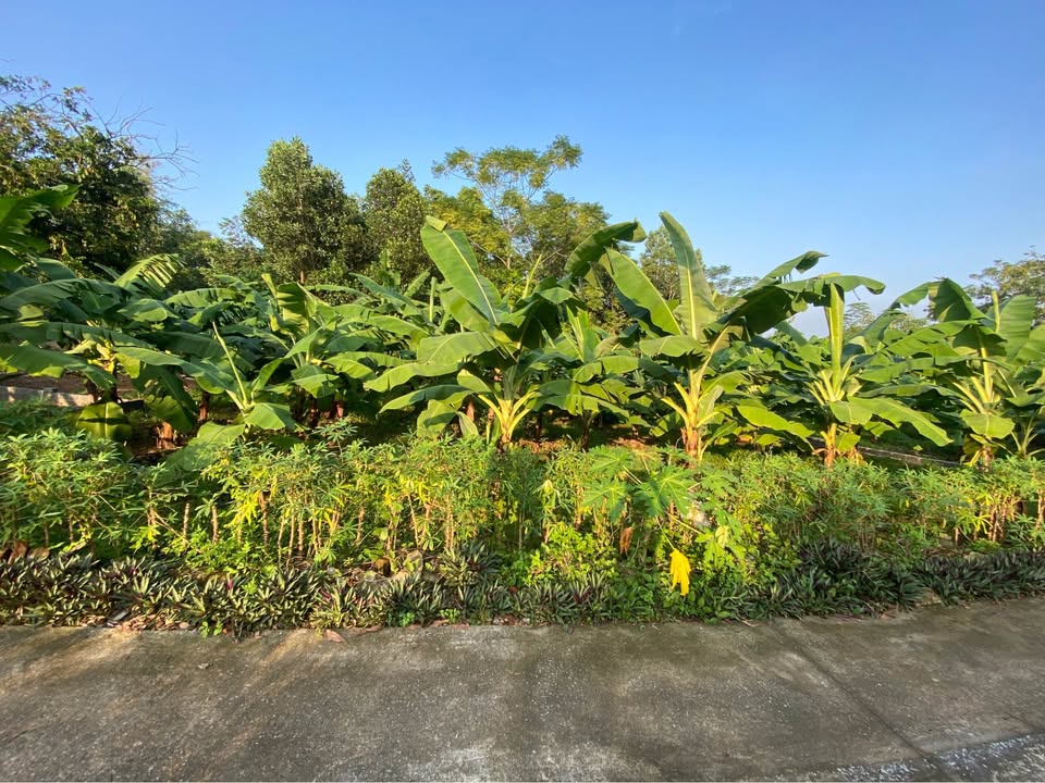 Đất nền Suối Hai, Ba Vì 560m² giá thỏa thuận - Cơ hội đầu tư sinh lời!