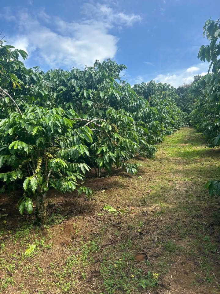 Đất nền Tân Lạc Bảo Lộc 8200m² giá 4.2 tỷ - Cơ hội đầu tư hấp dẫn!