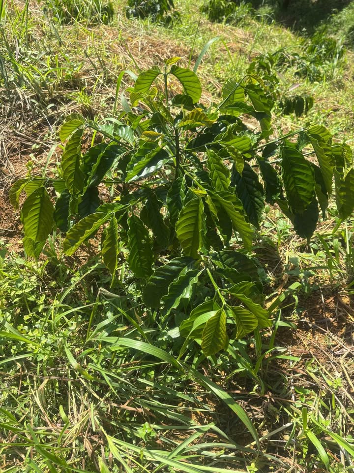 Đất Farm Lộc Bảo, Bảo Lộc 5700m² giá 1.4 tỷ - Chính chủ, sổ đỏ đầy đủ!