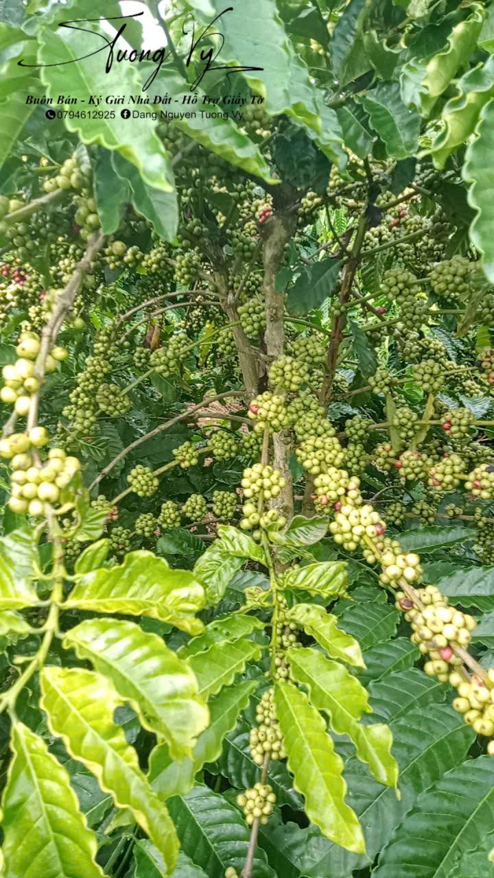 Farm cho thuê xã Ia Phí, huyện Chư Păh, Gia Lai - Hợp đồng 9 năm, giá thỏa thuận