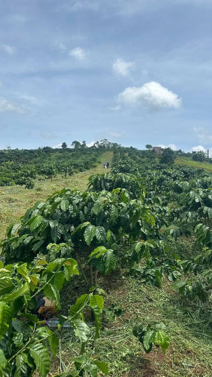 Đất vườn 1.2ha tại Lộc Bắc, Bảo Lộc giá 2.85 tỷ - Pháp lý rõ ràng!