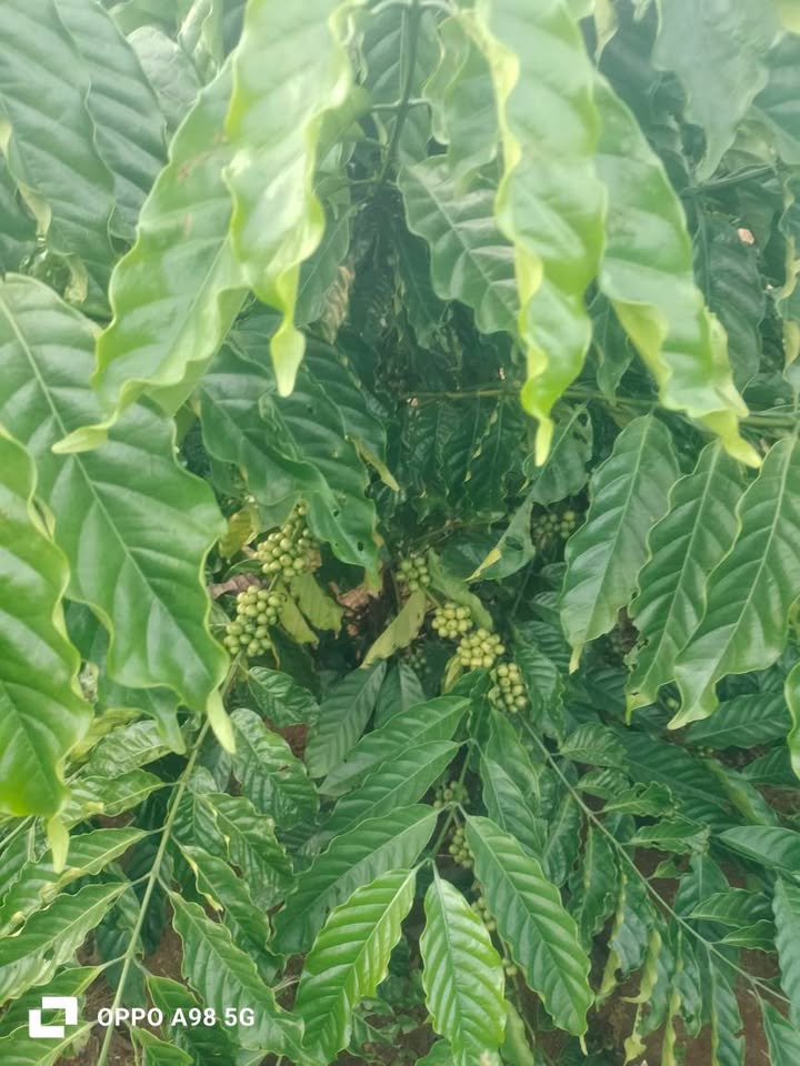 Đất nền Hòa Xuân 2275m² giá 1.2 tỷ - Mặt tiền đường pêtông, cao ráo!