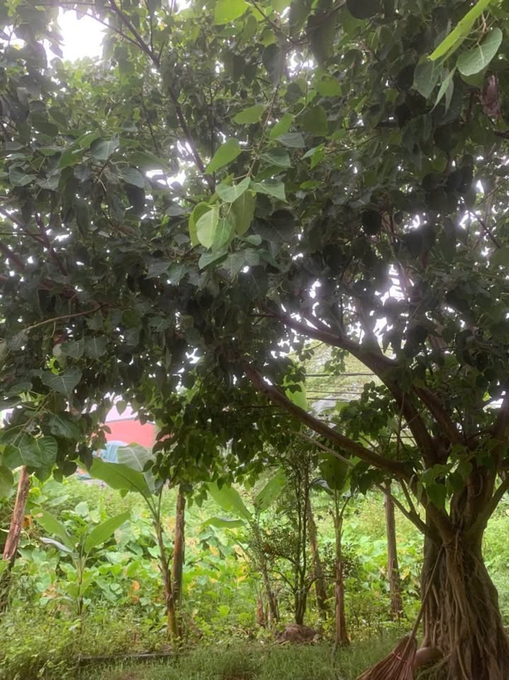 Đất nền Phố 1 Quảng Hưng 64m² giá 2.2 tỷ - Vị trí đắc địa, pháp lý rõ ràng!