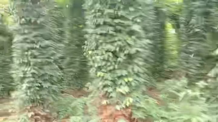 Đất Farm 1,2ha tại Nghĩa Bình, Bù Đăng giá 2,1 tỷ - Tiềm năng phát triển cao!