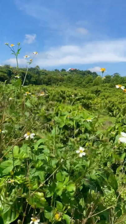 Đất nền 40,000m² tại Tân Hà, Lâm Hà - Giá thỏa thuận hấp dẫn!