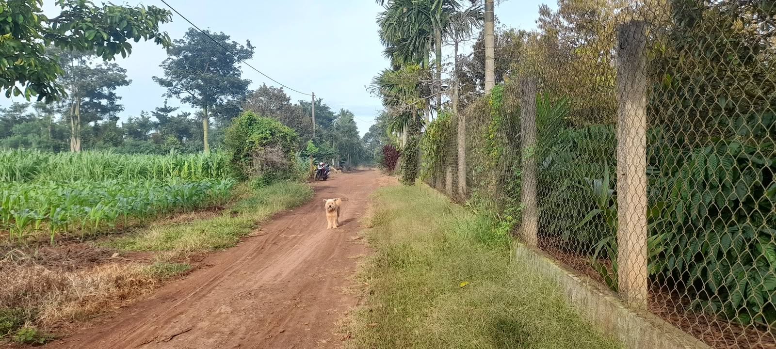 Đất nền xã Hòa An, huyện Krông Pắc 1074m² - Cơ hội đầu tư tuyệt vời!