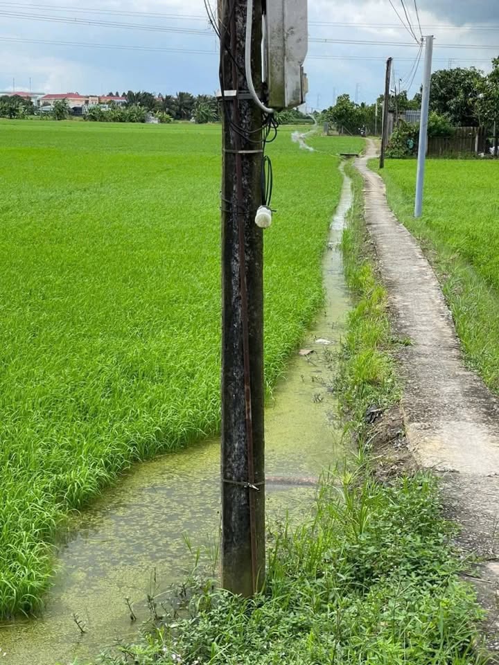 Đất Lúa 1700m² Bình Lãng, Tân Trụ 700 triệu - Đầu tư sinh lời hấp dẫn!