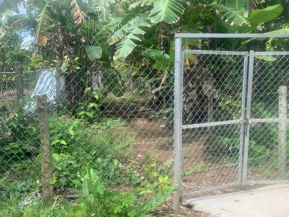 Đất vườn 5100m² xã Hòa Ân, huyện Cầu Kè - Chỉ 1,5 tỷ, đầu tư sinh lời!