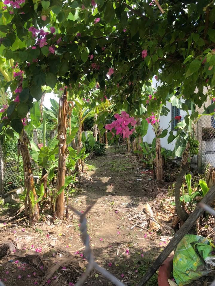 Đất nền Diên Điền - Diên Khánh 137m² giá 1.159 tỷ - Vị trí đẹp, tiện xây nhà vườn!