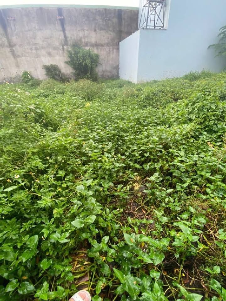 Đất thổ cư Linh Xuân Thủ Đức 52m² chỉ 3.8 tỷ - Sổ hồng chính chủ!