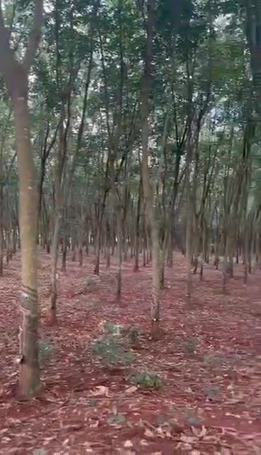 Farm 3,1ha xã Long Bình, huyện Phú Riềng giá 4,3 tỷ - Cơ hội đầu tư sinh lời!