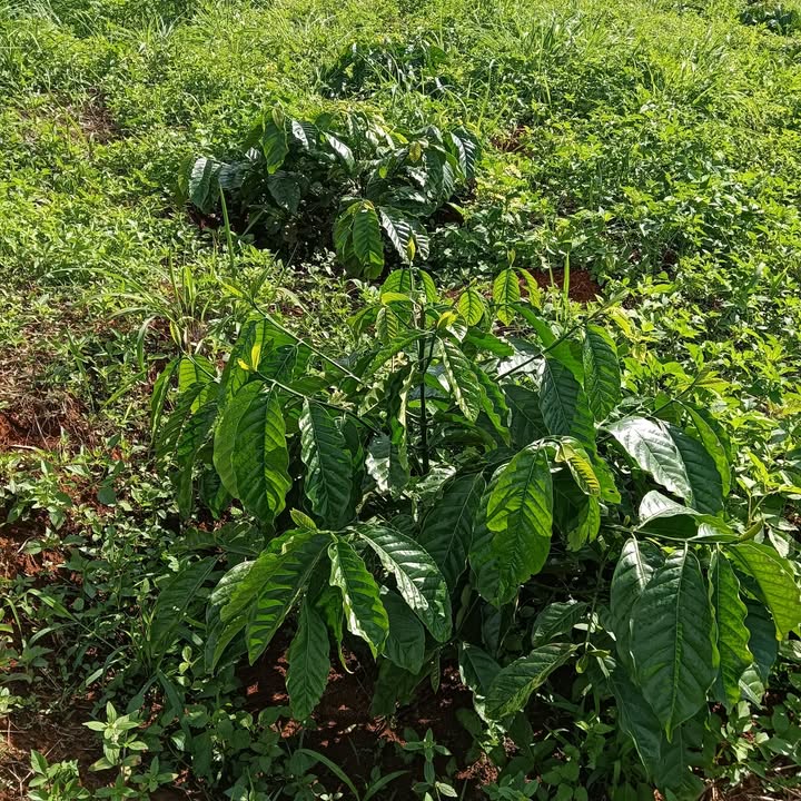 Đất nền 2,4ha tại Đắk Môl, Đắk Song - Giá thỏa thuận hợp lý!