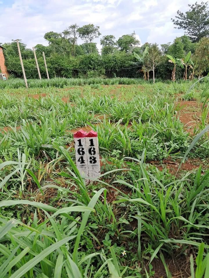 Đất thổ cư 150m² Cư Bao Buôn Hồ giá chỉ 450 triệu - Đầu tư sinh lời ngay!