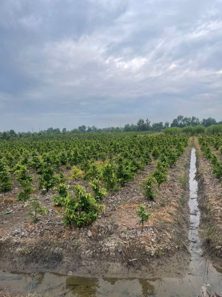 Đất Lương Hòa Bến Lức 539m² giá 699 triệu - Mặt tiền kênh thoáng mát