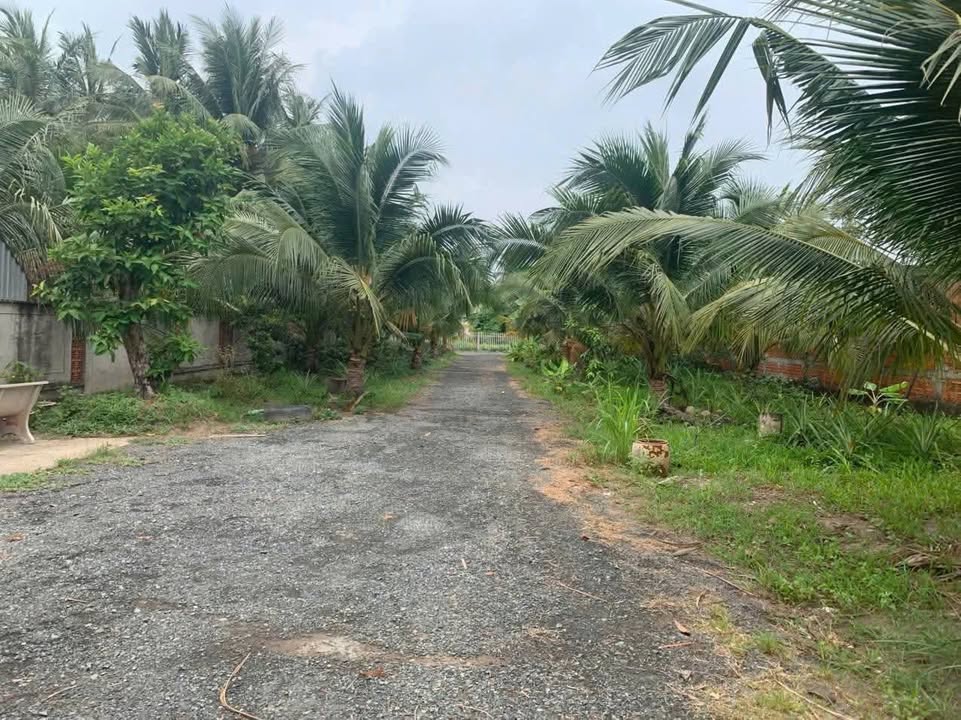 Đất mặt tiền Quốc lộ 60, Thanh Tân, Mỏ Cày Bắc, 26.000m² giá 78 tỷ - Cơ hội đầu tư sinh lời!